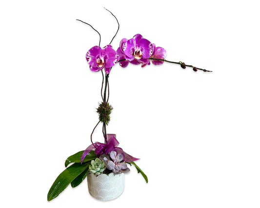 Orchid with Succulent Accents | Potted Orchid Delivery Thimbleberry House