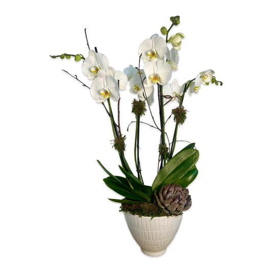 White Phalaenopsis Orchid Arrangement Thimbleberry House