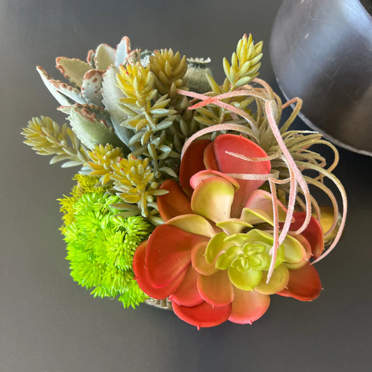 Tommie Turtle - Faux Succulent Arrangement Thimbleberry House