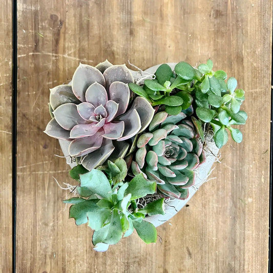Concrete Heart Planter with Succulents Thimbleberry House