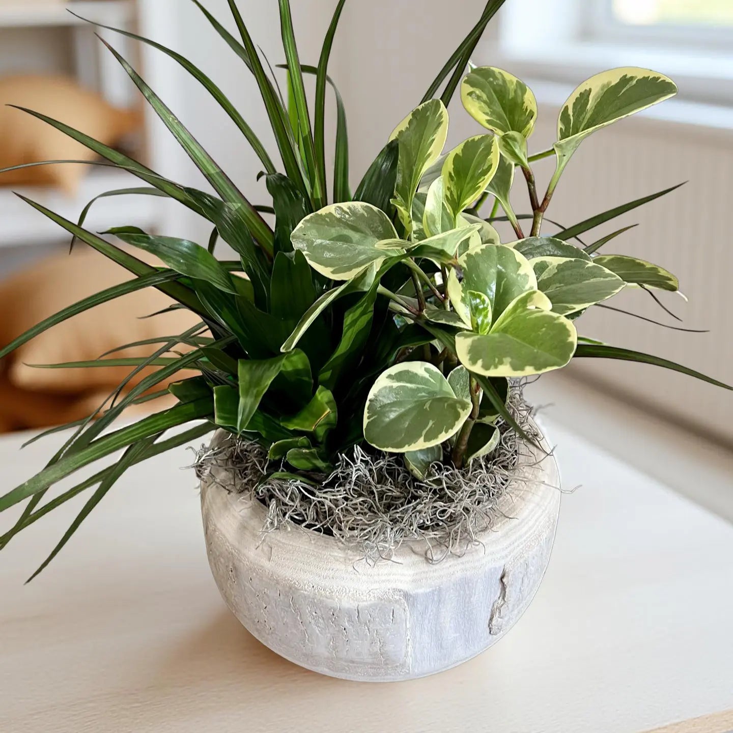 Plant of the Month Club | Indoor Plant Subscription Box Thimbleberry House