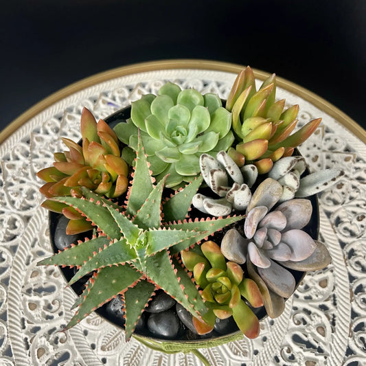 Modern Succulent Arrangement in Metal Planter - Indoor or Patio Thimbleberry House