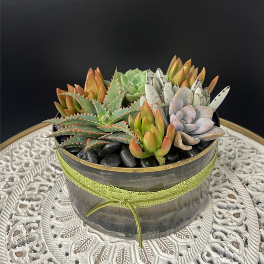Modern Succulent Arrangement in Metal Planter - Indoor or Patio Thimbleberry House