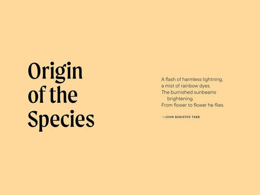 Hummingbird Book Paige Tate & Co.