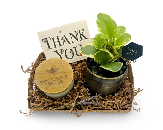 Thank You Gift Set – Candle, Live Houseplant & Lavender Bundle Thimbleberry House
