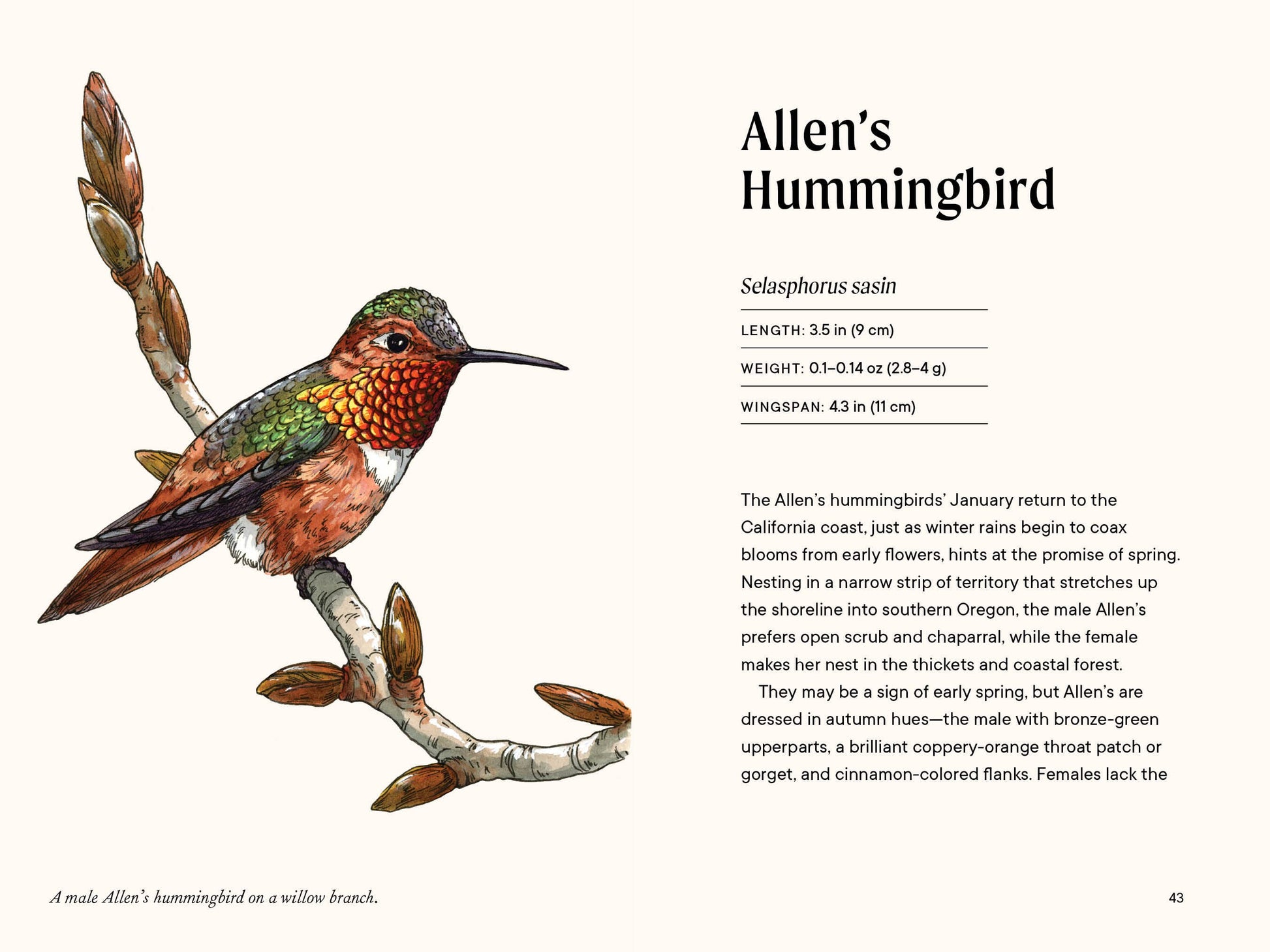 allen's hummingbird illustration and page description