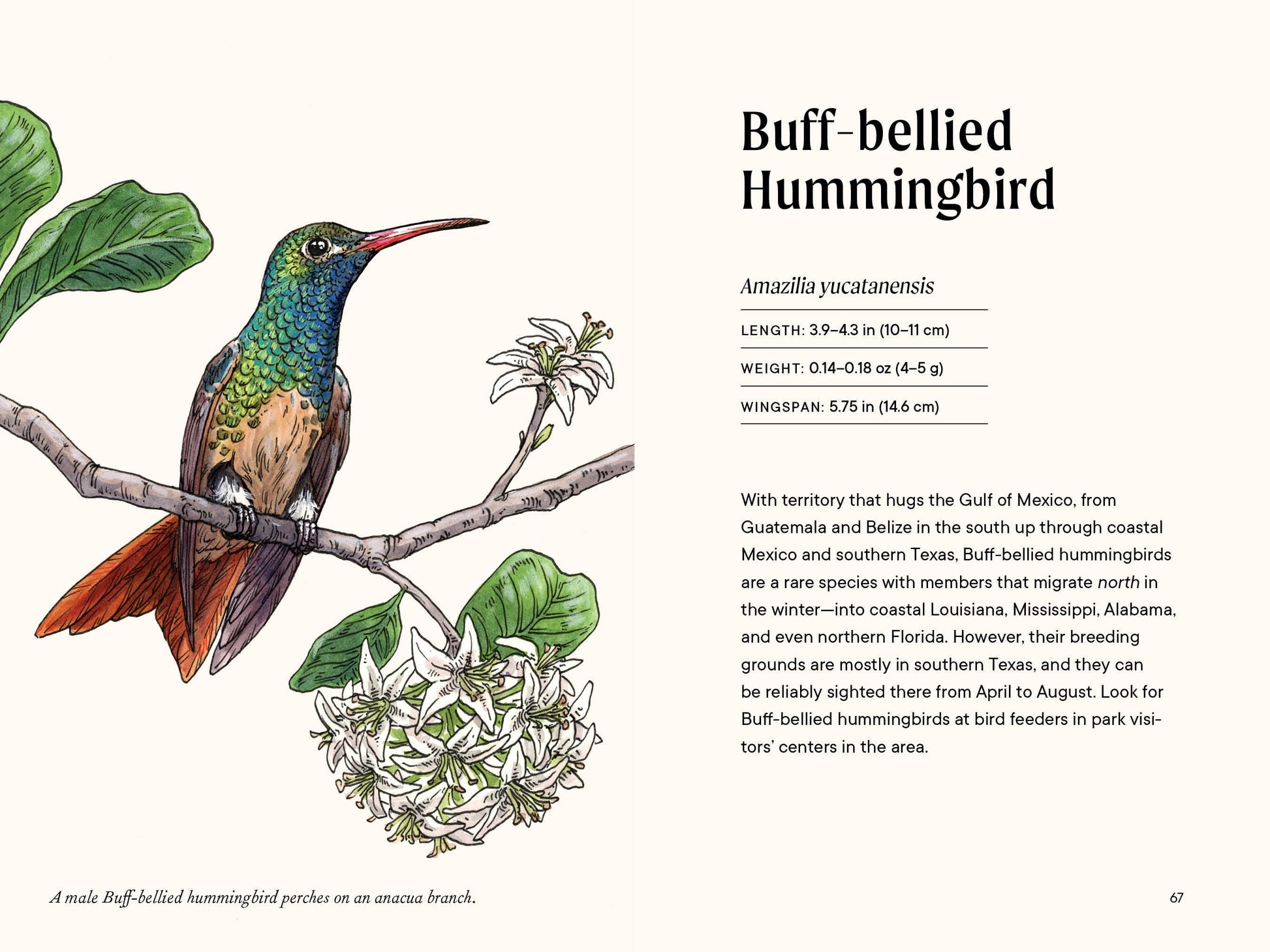 buff bellied hummingbird page description