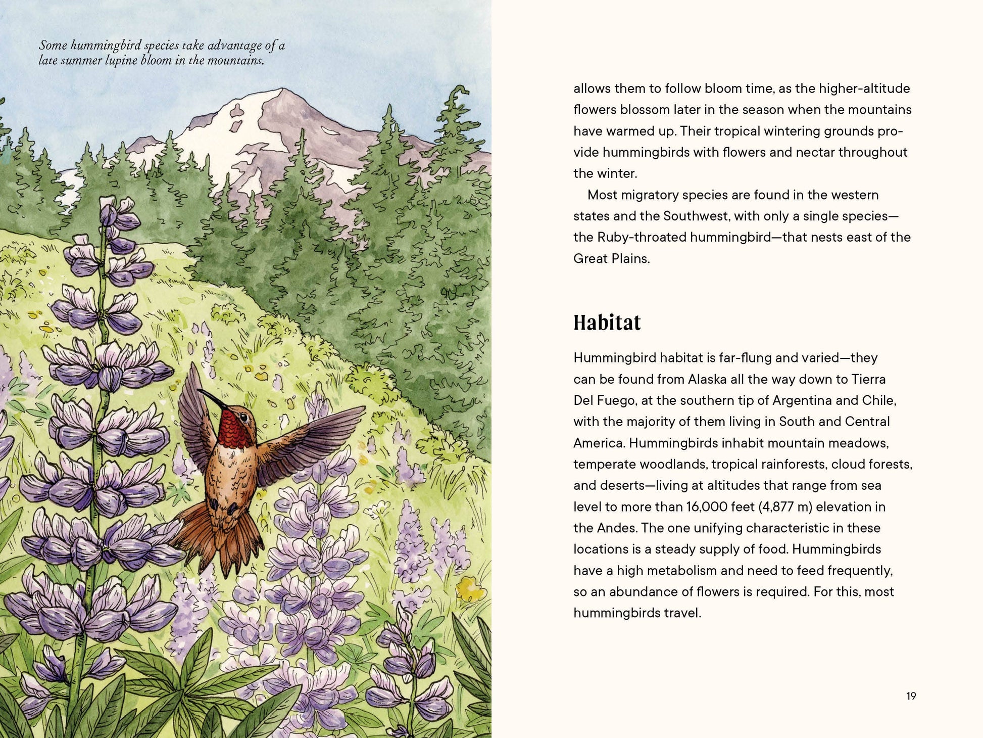 habit of hummingbirds and illustration