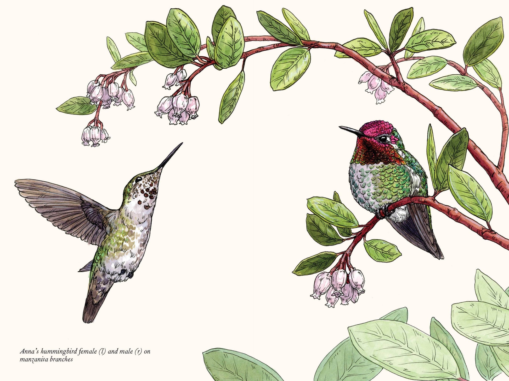 illustration of hummingbirds