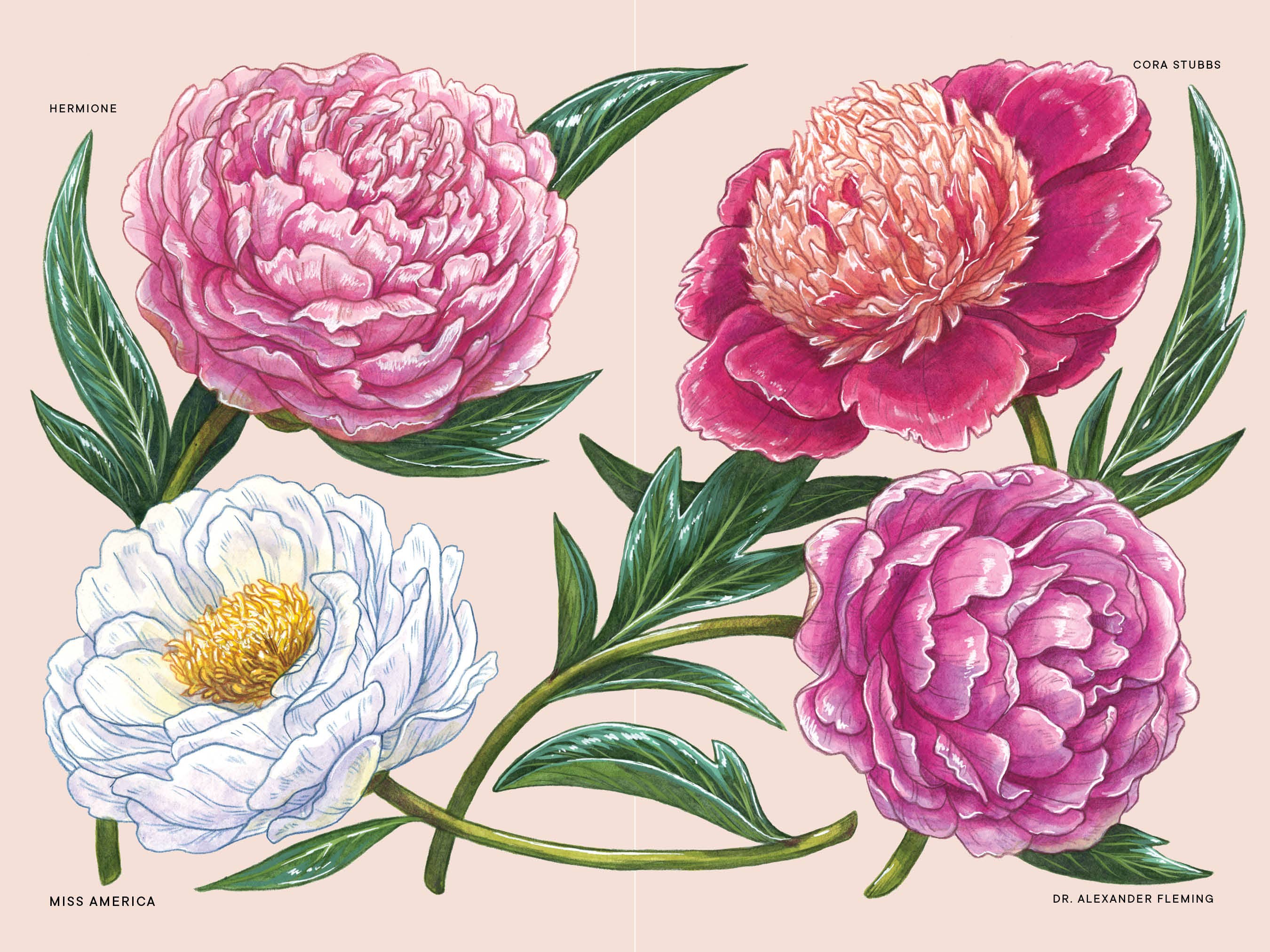 illustrations of different peony varietals