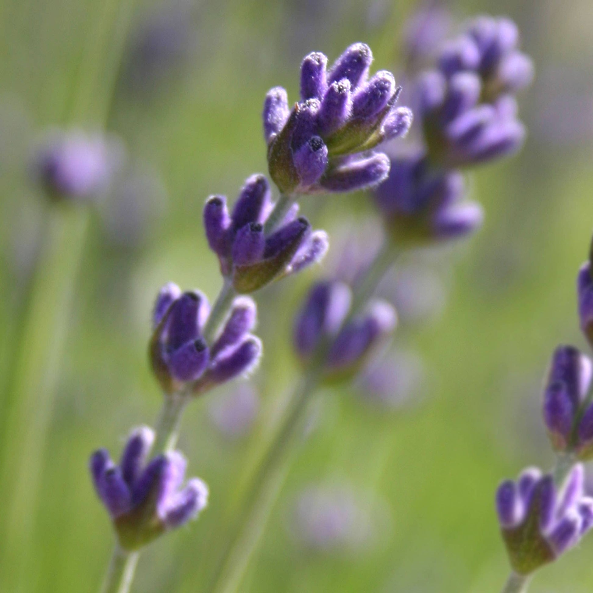 close up of lavender flower