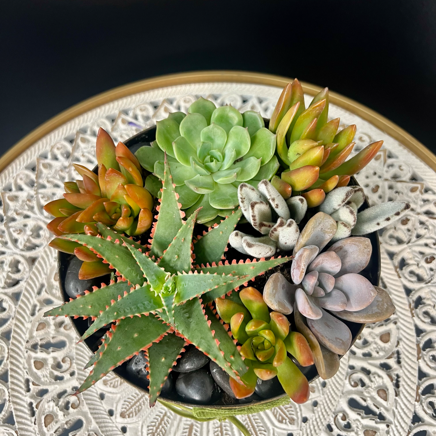 modern succulents closeup