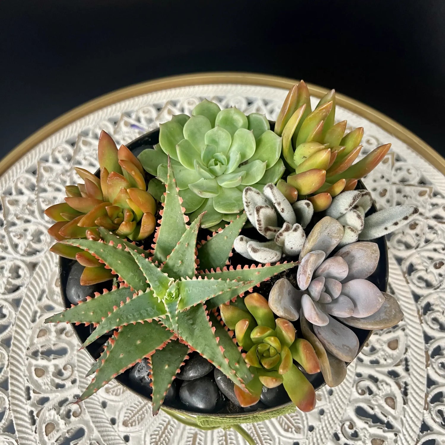 Modern Succulent Arrangement in Metal Planter - Indoor or Patio Thimbleberry House