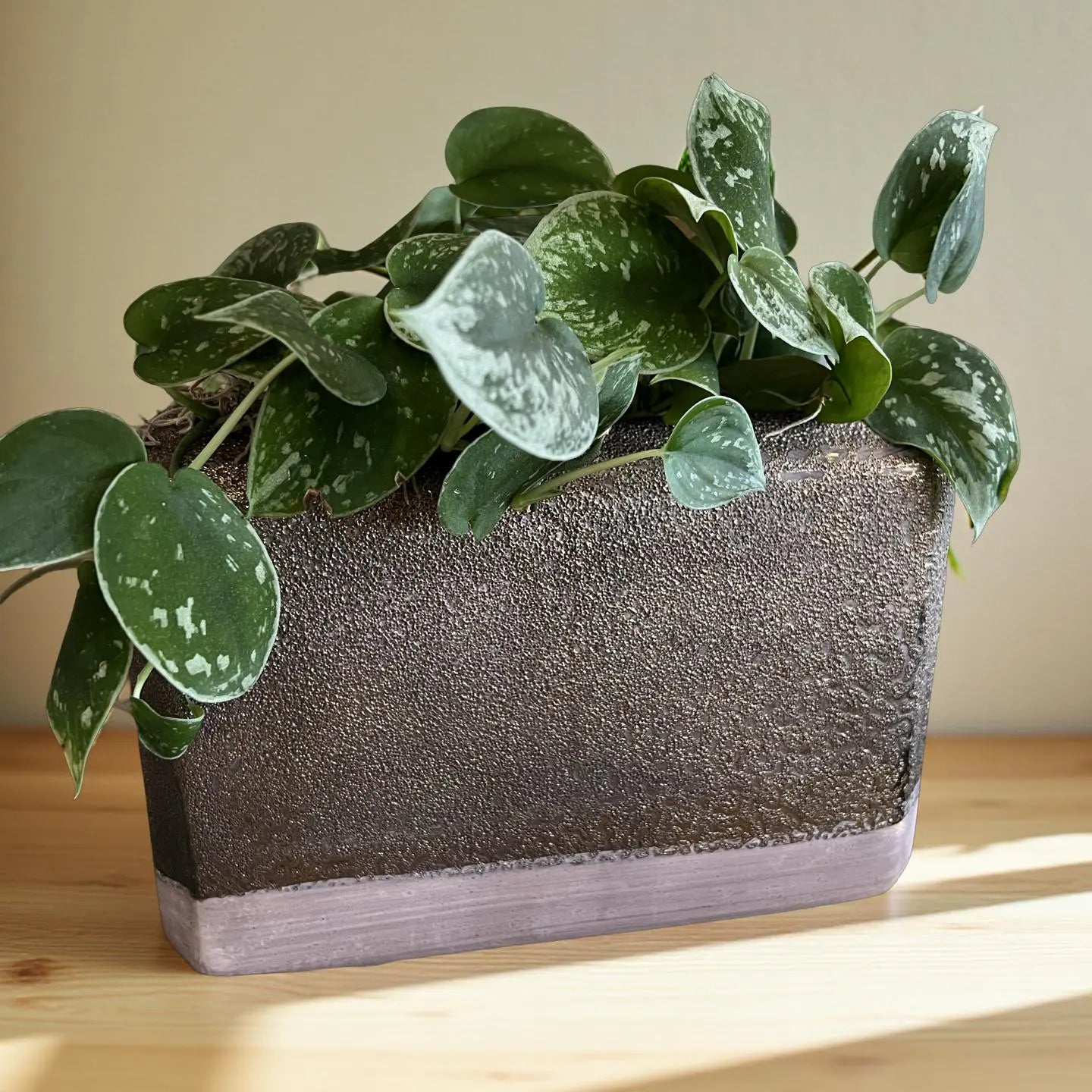 plant in bronze pot on a wood counter