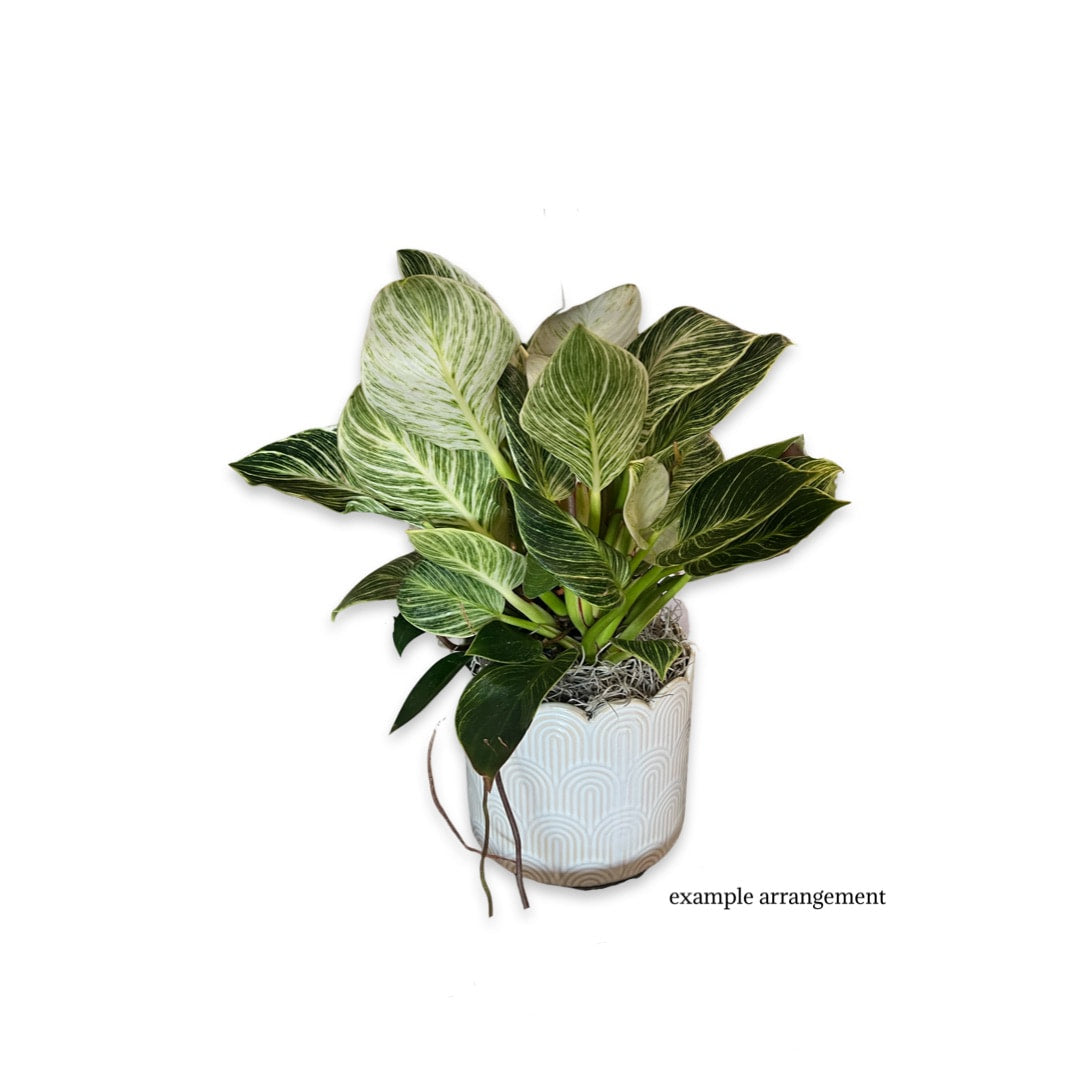 A fresh houseplant arrangement in a white vase with green leaves, likely part of a subscription service.