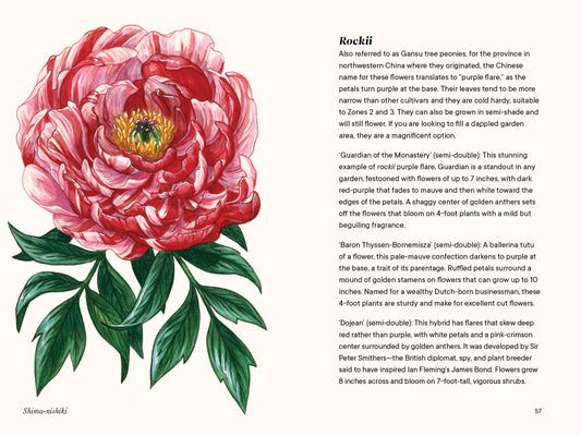 rockii peony variety