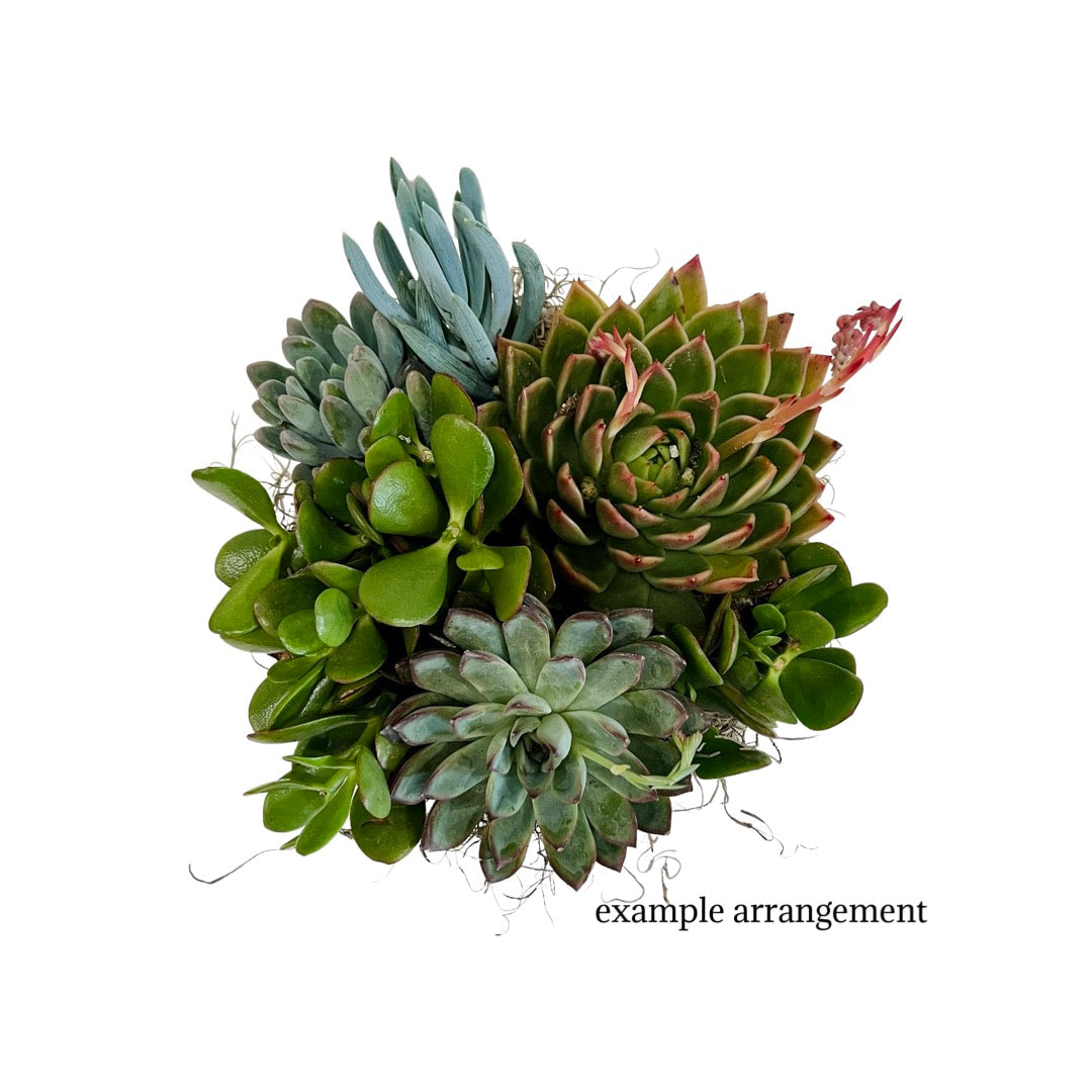 succulent plants on a white background