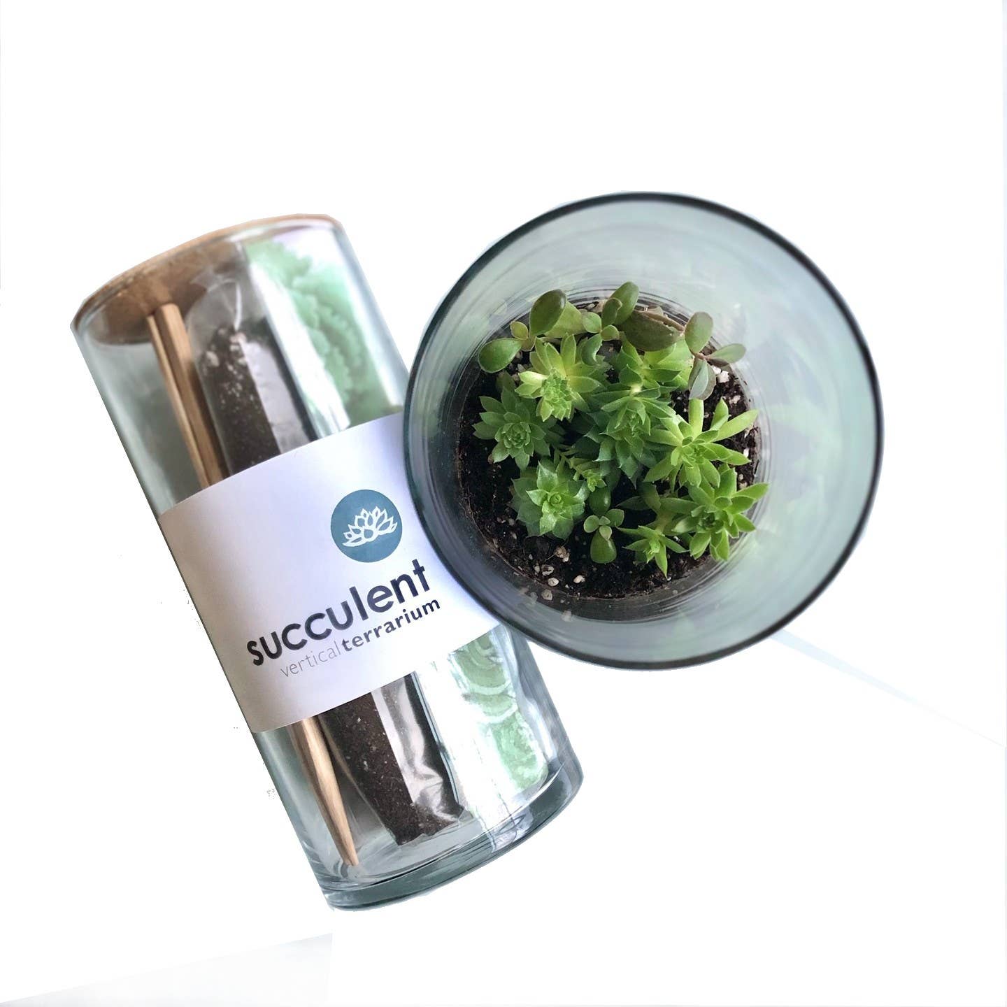 inside view of succulent terrarium