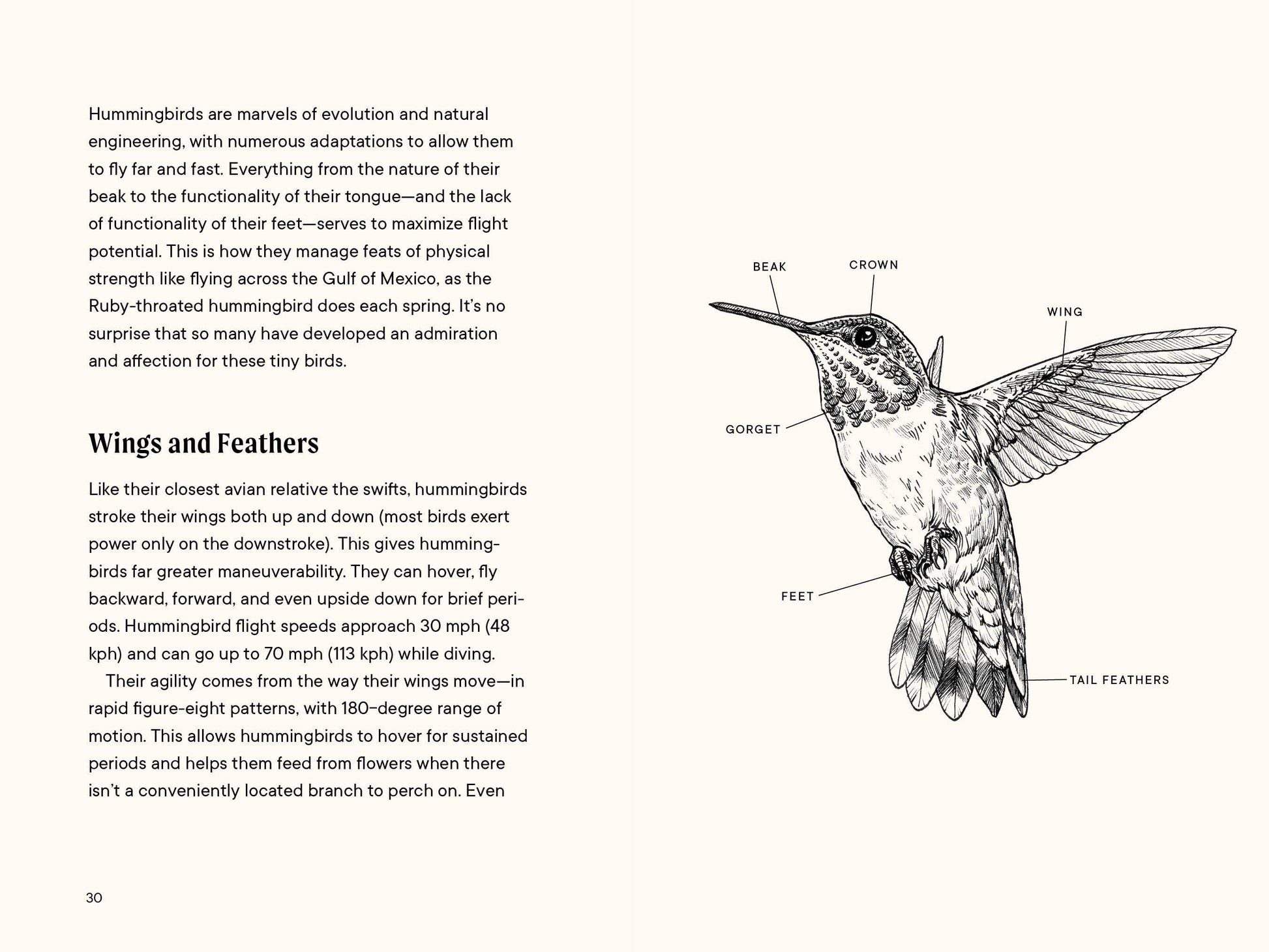 featured page in hummingbird book